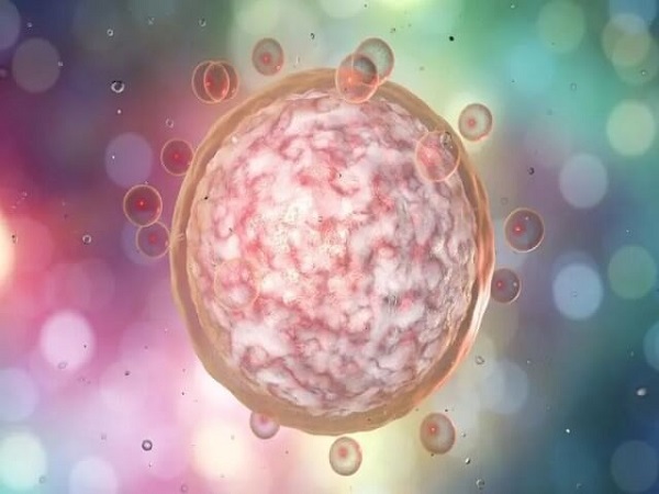 六细胞三级胚胎的质量并不好