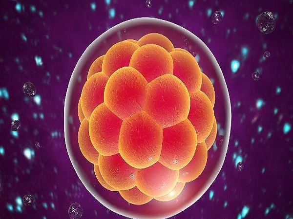 13细胞的胚胎可以选择移植