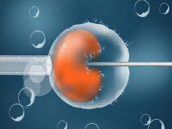 移植11细胞的鲜胚也具有成功的可能性