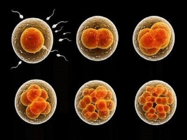试管三天胚胎是11细胞属于正常情况