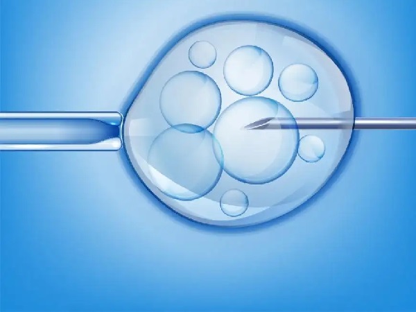 试管移植后囊胚能在体内存活3天左右