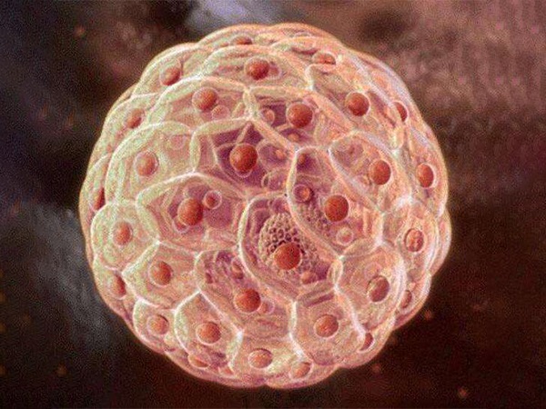 囊胚质量好不好要看卵泡和精子两者的质量