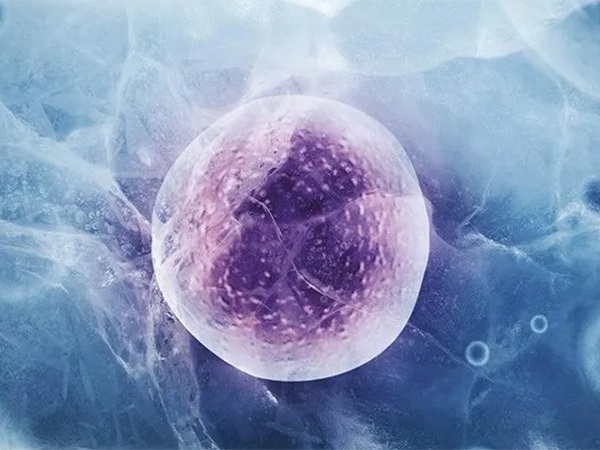 移植两个冻胚是为了提高移植成功率