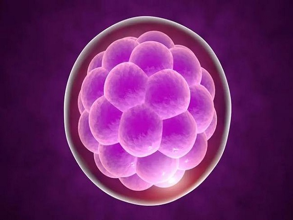 4bc胚胎医生拿去养囊是因为它们有发育潜力
