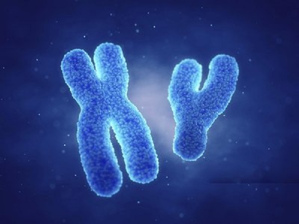 胚胎16号染色体三体可能是父母遗传导致