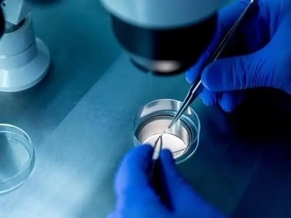 三级胚胎可以直接移植也可以养囊
