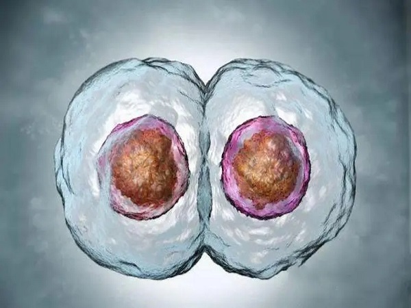 试管移植4bb囊胚有几率变成双胞胎