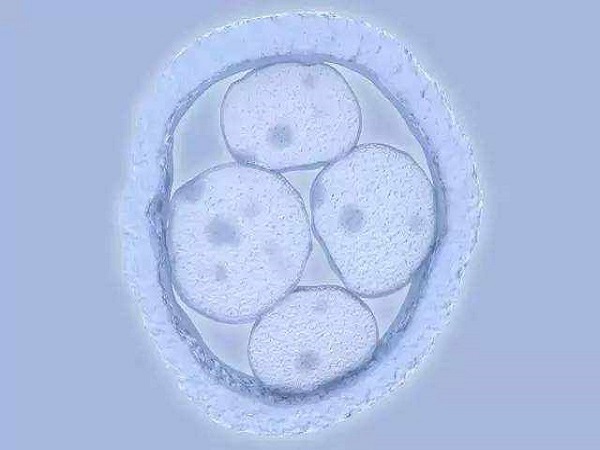 四级胚胎是需要放弃移植的