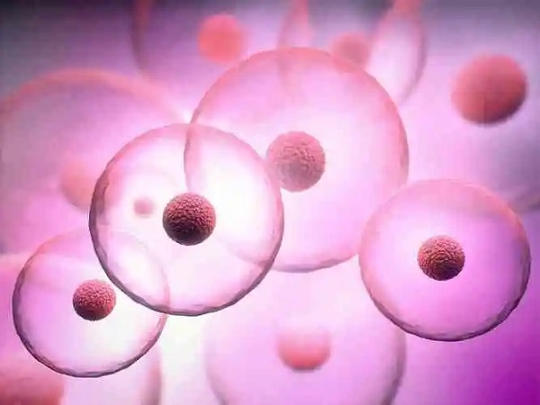 降调和促排要同时使用能促进卵泡发育