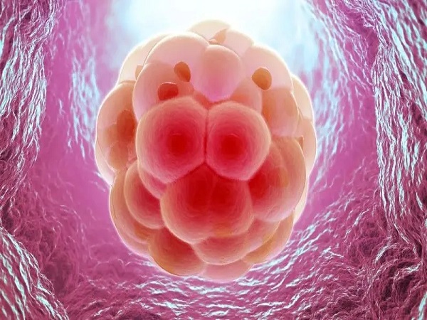 抗心磷脂抗体阳性不一定会导致胚胎着床失败