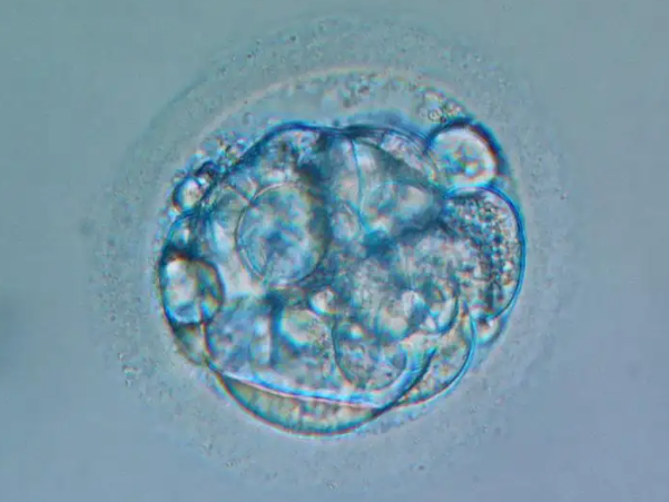 二级八细胞胚胎是属于比较优质的胚胎
