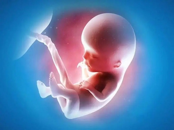 囊胚移植后胎儿开始分泌雌二醇的时间因人而异