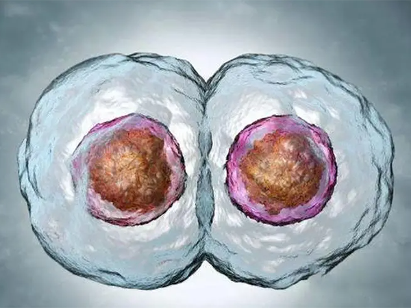 一个囊胚有可能会变成双胞胎
