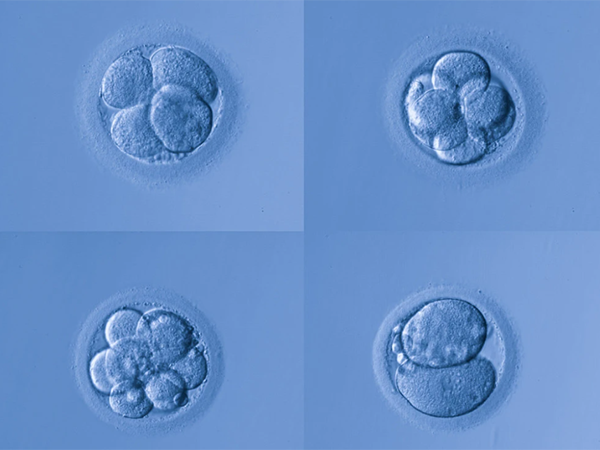 体外胚胎三天的2细胞和3细胞质量不是很好