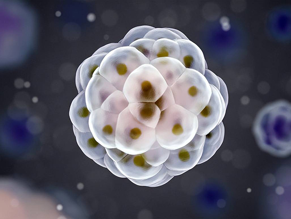 胚胎嵌合体小于40%是可以考虑进行移植的