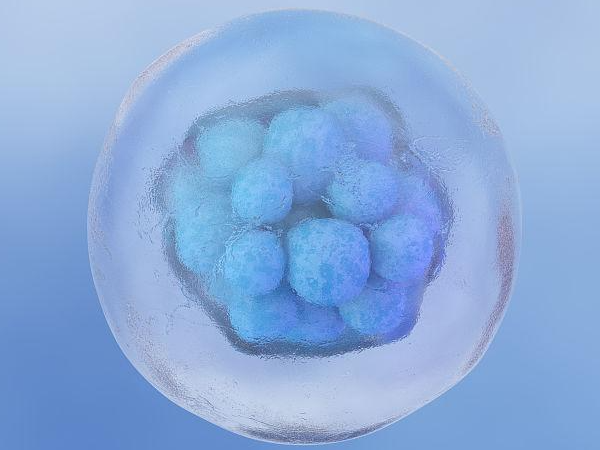 胚胎碎片率高养囊有成功的几率