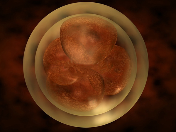 3级胚胎一般不建议养囊