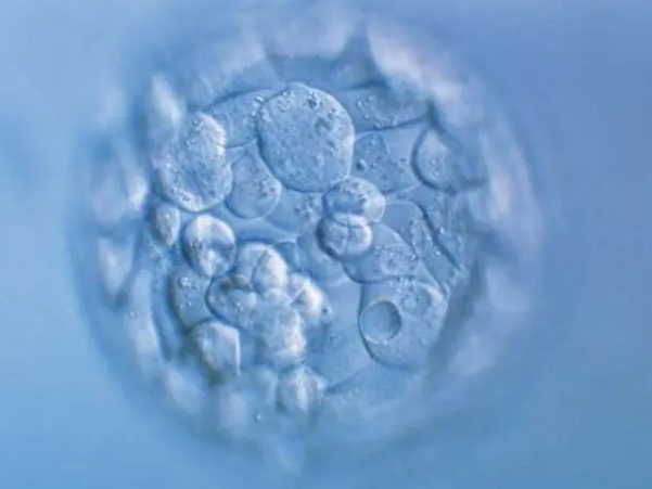 融合胚胎是体外培养四天的胚胎