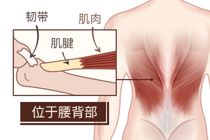 腰背肌筋膜部位图