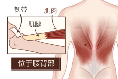 腰背肌筋膜部位圖