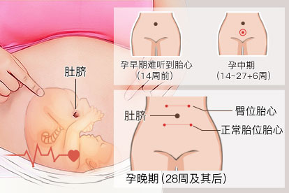 28周胎心位置图