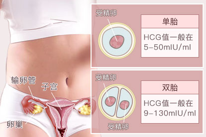 孕21天单双胎HCG值对照表
