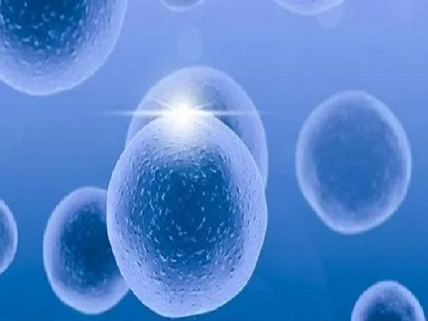 第三天的930胚胎属于三级胚胎