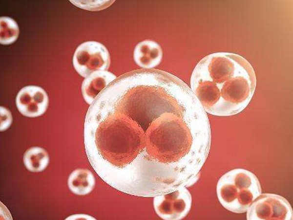 目前没有研究表明西柚能够帮助胚胎着床