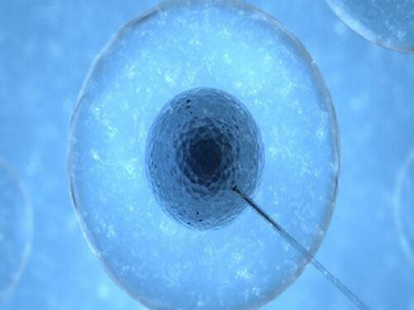 试管婴儿胚胎没有原核也是能养囊成功的