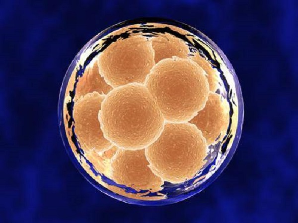 移植后感到尿频存在胚胎成功着床的可能