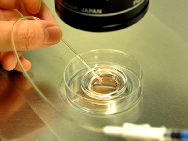移植位置影响胚胎发育