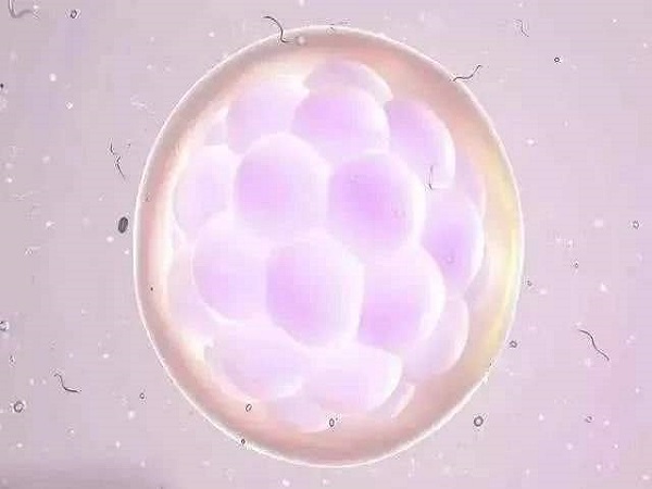 只有4个优质胚胎可以选择养囊也可以不养
