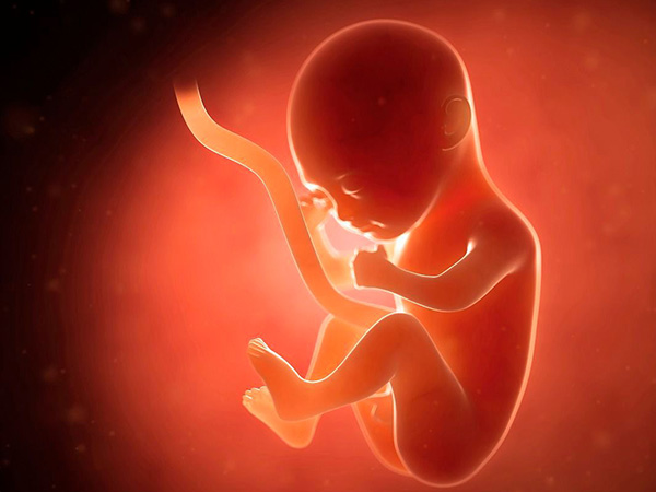 怀孕10周胎儿已经开始发育了