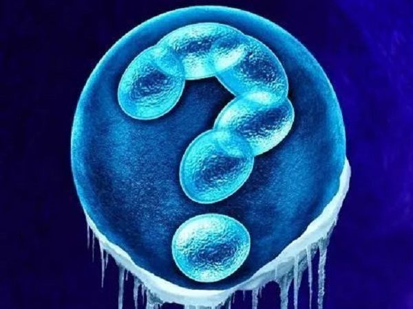 冻胚可能会变成两个囊胚并形成双胎