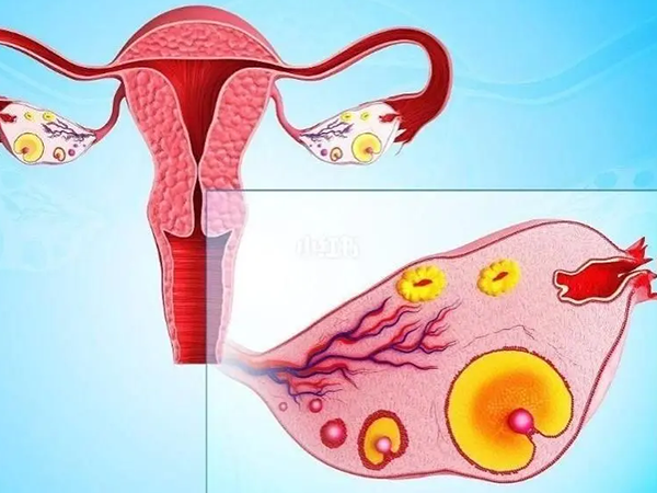 一个卵巢会影响月经