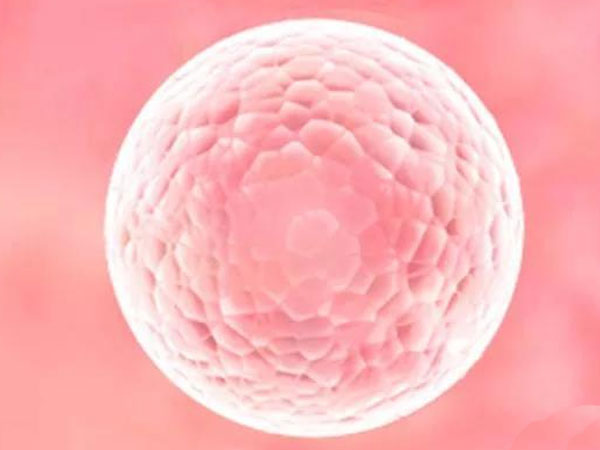 风湿免疫会影响胚胎的正常着床