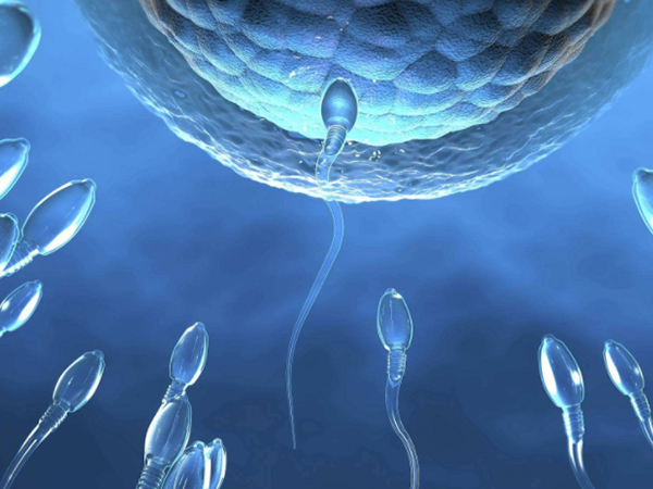 胚胎着床率与男性精子质量有关