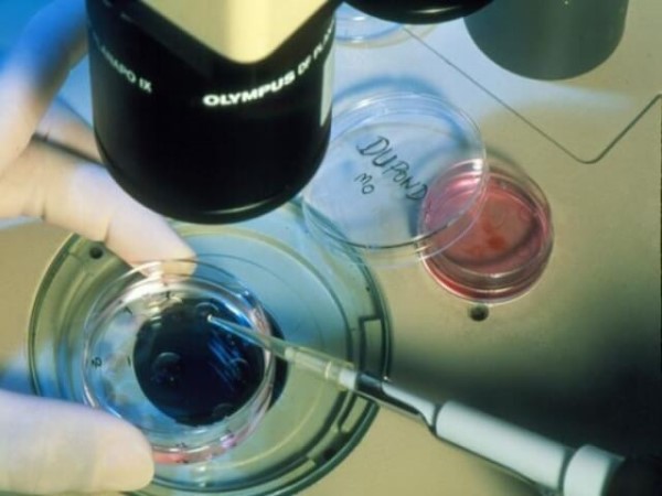移植囊胚时需保证胚胎质量