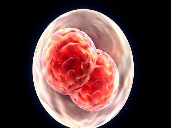 试管婴儿胚胎移植后第十天可以吃油桃