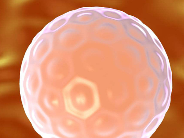 患者体质会影响胚胎发育