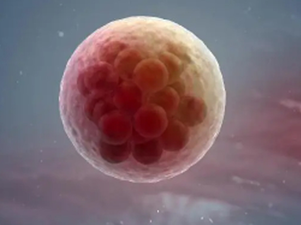 早期囊胚和囊胚的移植成功率不同