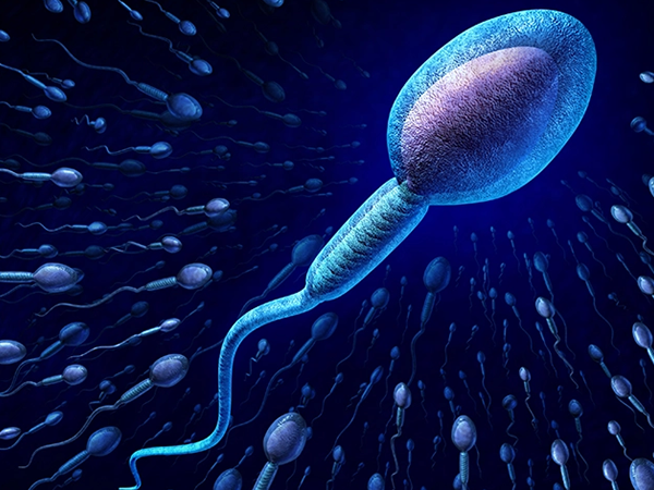 正常形态精子率高会影响怀孕