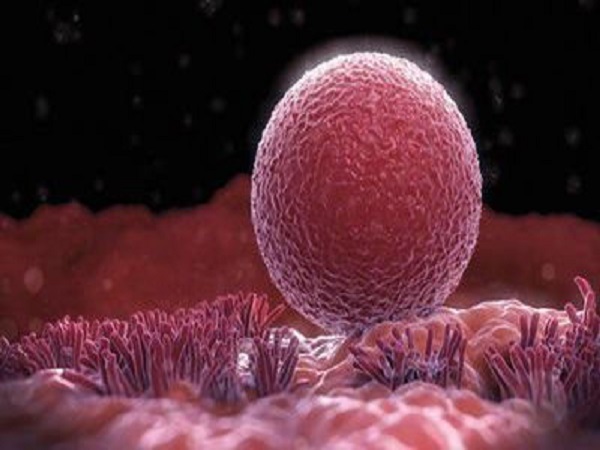 类风湿疾病可能会影响胚胎着床