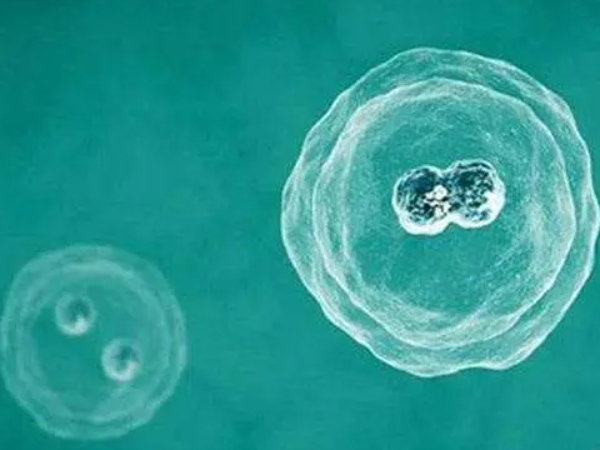 胚胎质量与精卵细胞有关