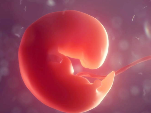 胎芽是早期胚胎