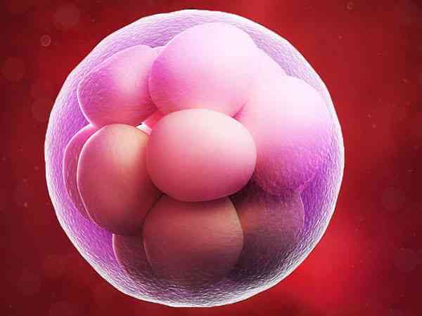 卵泡会随着月经周期发育和萎缩