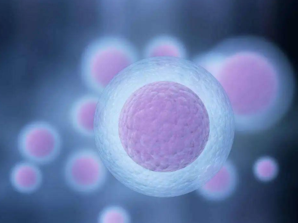 拮抗剂方案移植鲜胚条件