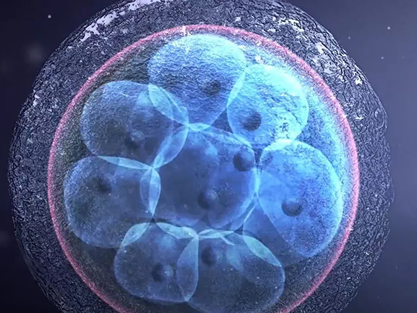 胚胎质量和细胞数量有关