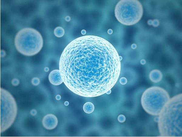 胚胎质量会影响移植成功率
