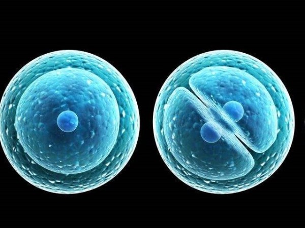鲜胚移植需要养好身体
